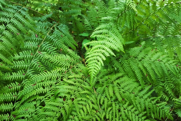 fern plants can help conceal home generator