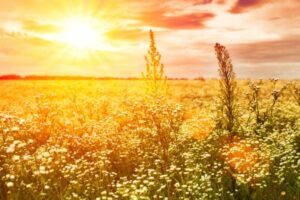 summer sunset and blooms