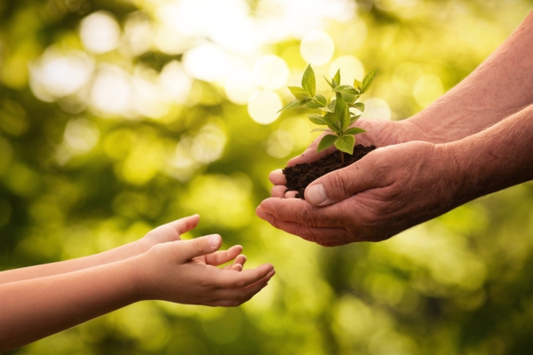 child taking a plant seedling from an adult depicting environmental considerations